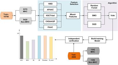 PredMHC: An Effective Predictor of Major Histocompatibility Complex Using Mixed Features